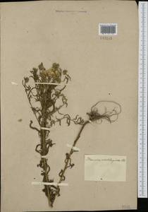 Achillea salicifolia subsp. salicifolia, Сибирь, Алтай и Саяны (S2) (Россия)