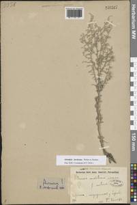 Полынь Лерхе Weber ex Stechm., Восточная Европа, Нижневолжский район (E9) (Россия)