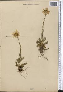 Tanacetum richterioides (C. Winkl.) K. Bremer & Humphries, Средняя Азия и Казахстан, Северный и Центральный Тянь-Шань (M4) (Неизвестно)