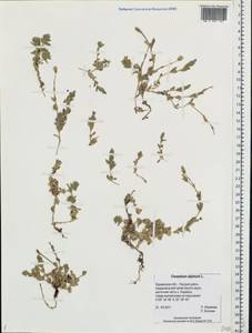 Ясколка альпийская L., Восточная Европа, Северный район (E1) (Россия)