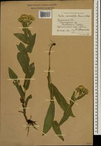 Pentanema auriculatum (Boiss. & Balansa) D. Gut. Larr., Santos-Vicente, Anderb., E. Rico & M. M. Mart. Ort., Кавказ, Армения (K5) (Армения)