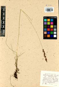 Вейник прямой (Timm) Koeler, Сибирь, Прибайкалье и Забайкалье (S4) (Россия)