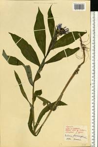 Centaurea glastifolia subsp. glastifolia, Восточная Европа, Западно-Украинский район (E13) (Украина)