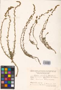 Бассия простертая (L.) Beck, Восточная Европа, Южно-Украинский район (E12) (Украина)