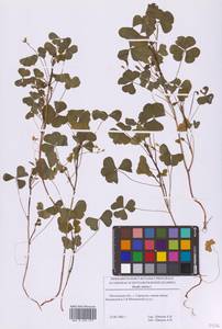 Кислица торчащая L., Восточная Европа, Московская область и Москва (E4a) (Россия)