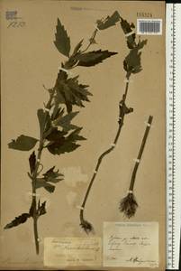 Щетинохвост шандровый (L.) Ehrh. ex Rchb., Восточная Европа, Центральный лесостепной район (E6) (Россия)