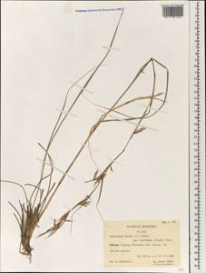 Cymbopogon nardus (L.) Rendle, Зарубежная Азия (ASIA) (КНР)