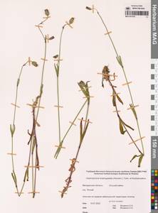 Смолевка джунгарская (Fisch., C.A.Mey. & Avé-Lall.) Bocquet, Сибирь, Чукотка и Камчатка (S7) (Россия)