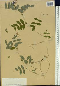 Чина приземистая (Ser.) Fisch. ex Spreng., Сибирь, Западный (Казахстанский) Алтай (S2a) (Казахстан)