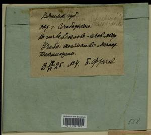 Pleurozium schreberi (Willd. ex Brid.) Mitt., Гербарий мохообразных, Мхи - Пермский край, Удмуртия, Свердловская и Кировская области (B8) (Россия)