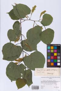 Липа сердцелистная, Липа мелколистная Mill., Восточная Европа, Московская область и Москва (E4a) (Россия)