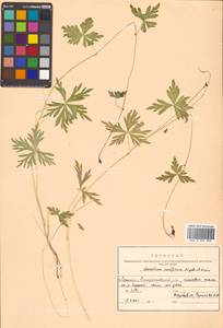 Aconitum karafutense subsp. karafutense, Сибирь, Дальний Восток (S6) (Россия)