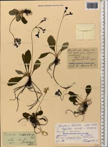 Первоцвет приятный M. Bieb., Кавказ, Северная Осетия, Ингушетия и Чечня (K1c) (Россия)