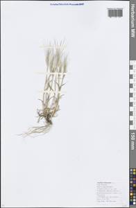 Эгилопс двухдюймовый Vis., Кавказ, Краснодарский край и Адыгея (K1a) (Россия)