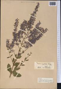Salvia karelinii J.B.Walker, Средняя Азия и Казахстан, Памир и Памиро-Алай (M2)