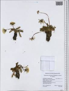 Taraxacum megalorhizon (Forssk.) Hand.-Mazz., Западная Европа (EUR) (Италия)