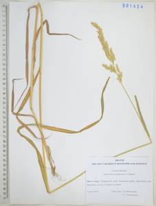 Двукисточник тростниковидный L., Сибирь, Дальний Восток (S6) (Россия)