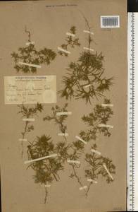 Рогач песчаный L., Восточная Европа, Ростовская область (E12a) (Россия)