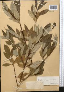 Ива серебристо-белая E. L. Wolf, Средняя Азия и Казахстан, Джунгарский Алатау и Тарбагатай (M5) (Казахстан)