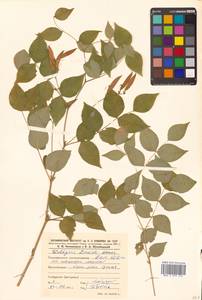 Горошек разветвленный (Maxim.) Ohwi, Сибирь, Дальний Восток (S6) (Россия)