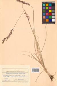 Вейник лапландский (Wahlenb.) Hartm., Сибирь, Чукотка и Камчатка (S7) (Россия)