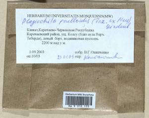 Plagiochila porelloides (Torr. ex Nees) Lindenb., Гербарий мохообразных, Мхи - Северный Кавказ и Предкавказье (B12) (Россия)
