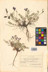 Остролодочник выставляющийся Jurtzev, Сибирь, Чукотка и Камчатка (S7) (Россия)