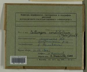 Calliergon cordifolium (Hedw.) Kindb., Гербарий мохообразных, Мхи - Центральное Черноземье (B10) (Россия)