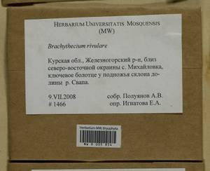 Brachythecium rivulare Schimp., Гербарий мохообразных, Мхи - Центральное Черноземье (B10) (Россия)