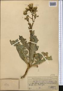 Lactuca crambifolia (Bunge) B. Fedtsch., Средняя Азия и Казахстан, Западный Тянь-Шань и Каратау (M3) (Казахстан)
