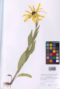 Рудбекия щетинистая, Рудбекия волосистая L., Восточная Европа, Московская область и Москва (E4a) (Россия)