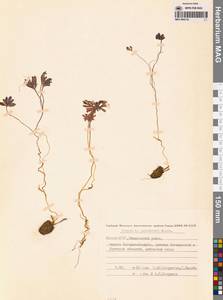 Хохлатка Городкова Karav., Сибирь, Якутия (S5) (Россия)