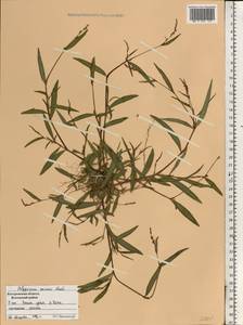 Горец малый (Huds.) Opiz, Восточная Европа, Центральный лесной район (E5) (Россия)