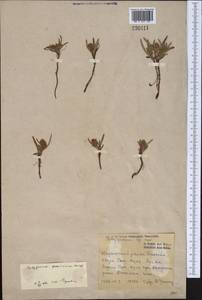 Knorringia sibirica subsp. thomsonii (Meisn.) S. P. Hong, Средняя Азия и Казахстан, Северный и Центральный Тянь-Шань (M4) (Киргизия)