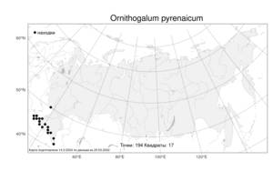 Ornithogalum pyrenaicum, Птицемлечник пиренейский L., Атлас флоры России (FLORUS) (Россия)