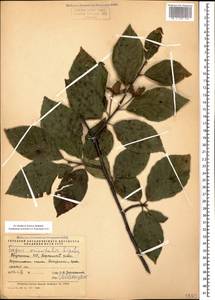 Бук восточный Lipsky, Кавказ, Грузия (K4) (Грузия)