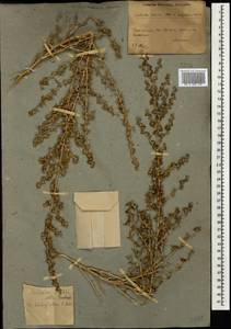 Климакоптера толстянковая M. Bieb., Кавказ, Азербайджан (K6) (Азербайджан)