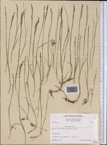 Мятлик дубравный L., Америка (AMER) (Гренландия)