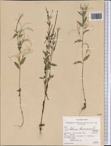 Кипрей Хорнемана, Кипрей Горнемана Rchb., Америка (AMER) (США)
