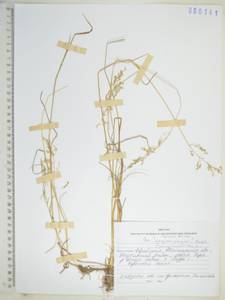 Poa pratensis subsp. pratensis, Сибирь, Дальний Восток (S6) (Россия)