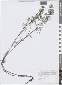 Подмаренник русский Willd., Сибирь, Дальний Восток (S6) (Россия)