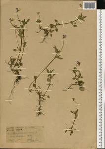 Фиалка трехцветная, Анютины глазки L., Восточная Европа, Центральный лесостепной район (E6) (Россия)