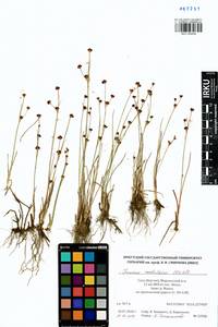 Juncus alpinoarticulatus subsp. rariflorus (Hartm.) Holub, Сибирь, Якутия (S5) (Россия)