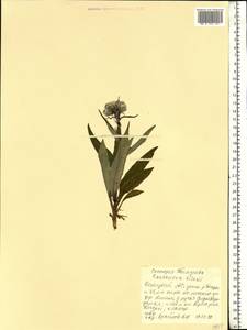 Соссюрея Тилезиуса, Горькуша Тилезиуса (Ledeb.) Ledeb., Восточная Европа, Северный район (E1) (Россия)