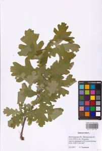 Дуб черешчатый, Дуб обыкновенный L., Восточная Европа, Нижневолжский район (E9) (Россия)