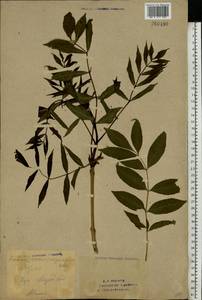 Ясень остроплодный (M.Bieb. ex Willd.) Franco & Rocha Afonso, Восточная Европа, Восточный район (E10) (Россия)