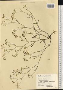 Володушка серповидная L., Восточная Европа, Центральный район (E4) (Россия)