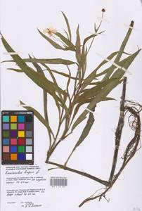 Лютик длиннолистный L., Восточная Европа, Северный район (E1) (Россия)