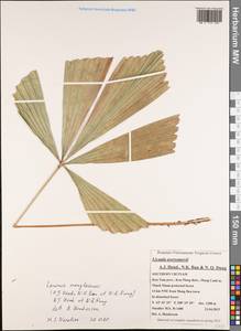 Lanonia manglaensis (A.J.Hend., N.K.Ban & N.Q.Dung) A.J.Hend. & N.Q.Dung, Зарубежная Азия (ASIA) (Вьетнам)
