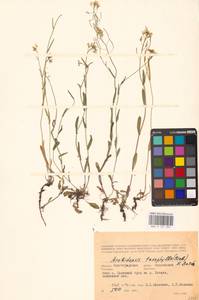 Резуховидка стрелолистная (M.Bieb.) Al-Shehbaz, O'Kane & R.A.Price, Восточная Европа, Нижневолжский район (E9) (Россия)